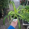 Bonnie Curly Spider Plant Live Plant – 4in Pot – Indoor Houseplant - Image 1