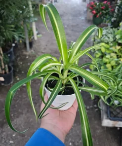 Bonnie Curly Spider Plant Live Plant – 4in Pot – Indoor Houseplant - Image 1