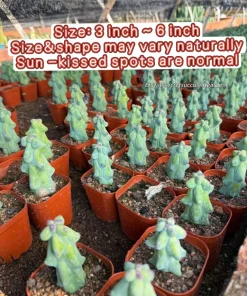 Boobie Cactus Live Plant Bare Root - Myrtillocactus Geometrizans Succulent Indoor Green - Image 2