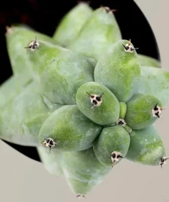 Boobie Cactus Live Plant Bare Root - Myrtillocactus Geometrizans Succulent Indoor Green - Image 3
