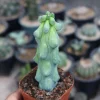 Boobie Cactus Live Plant Bare Root - Myrtillocactus Geometrizans Succulent Indoor Green - Image 1