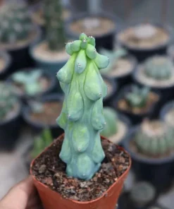 Boobie Cactus Live Plant Bare Root - Myrtillocactus Geometrizans Succulent Indoor Green - Image 1