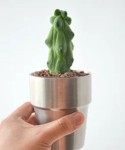 Boobie Cactus Live Plant Bare Root - Myrtillocactus Geometrizans Succulent Indoor Green - Image 4