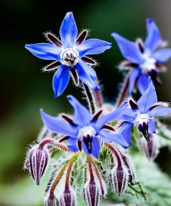 Borage Heirloom Seeds - 100 Count, Edible & Pollinator-Friendly Herb for Gardens - Image 2