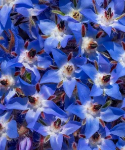 Borage Heirloom Seeds - 100 Count, Edible & Pollinator-Friendly Herb for Gardens - Image 3
