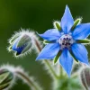 Borage Heirloom Seeds - 100 Count, Edible & Pollinator-Friendly Herb for Gardens - Image 1
