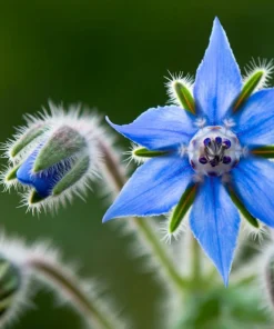 Borage Heirloom Seeds - 100 Count, Edible & Pollinator-Friendly Herb for Gardens - Image 1