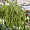 Boston Fern Live Plant – Nephrolepis exaltata – Indoor Fern - Image 1