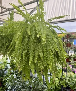 Boston Fern Live Plant – Nephrolepis exaltata – Indoor Fern - Image 1