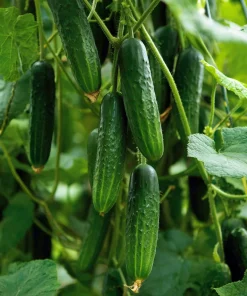 Boston Pickling Cucumber Seeds - 50 Seeds - Heirloom Vegetable for Gardens & Containers - Image 3