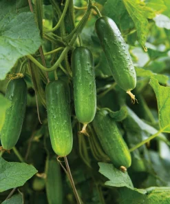 Boston Pickling Cucumber Seeds - 50 Seeds - Heirloom Vegetable for Gardens & Containers - Image 4