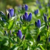 Bottle Gentian Seeds – 100 Count – Deep Blue Perennial Blooms – Outdoor - Image 1