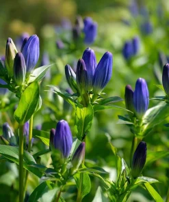 Bottle Gentian Seeds – 100 Count – Deep Blue Perennial Blooms – Outdoor - Image 1