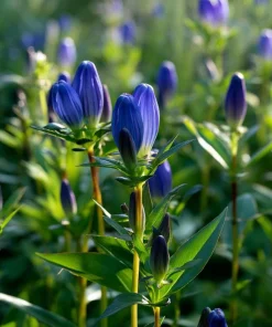 Bottle Gentian Seeds – 100 Count – Deep Blue Perennial Blooms – Outdoor - Image 2