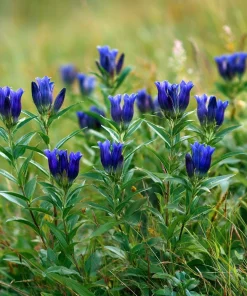Bottle Gentian Seeds – 100 Count – Deep Blue Perennial Blooms – Outdoor - Image 3