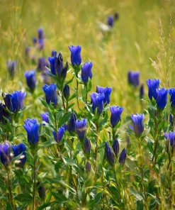 Bottle Gentian Seeds – 100 Count – Deep Blue Perennial Blooms – Outdoor - Image 4