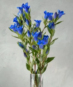 Bottle Gentian Seeds – 100 Count – Deep Blue Perennial Blooms – Outdoor - Image 5