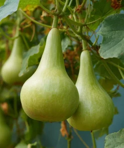 Bottle Gourd Heirloom Seeds – 20 Seeds for Birdhouses & Crafts – Outdoor - Image 2