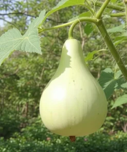 Bottle Gourd Heirloom Seeds – 20 Seeds for Birdhouses & Crafts – Outdoor - Image 3