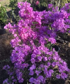 Bougainvillea 'Blueberry Ice' Live Plant - 2 Starter Plants - Full Sun - Image 2