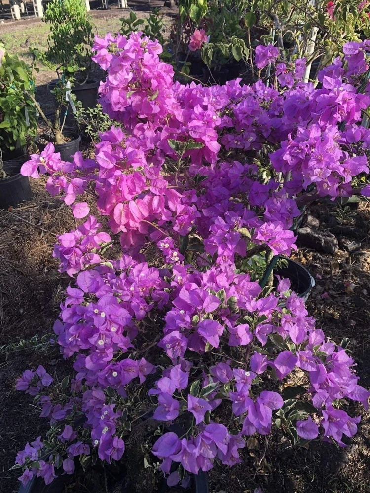 Bougainvillea 'Blueberry Ice' Live Plant - 2 Starter Plants - Full Sun - Image 2