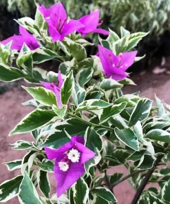 Bougainvillea 'Blueberry Ice' Live Plant - 2 Starter Plants - Full Sun - Image 3