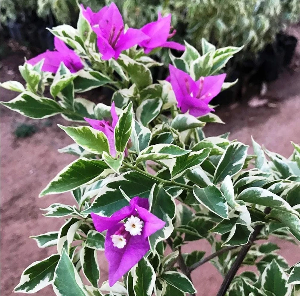 Bougainvillea 'Blueberry Ice' Live Plant - 2 Starter Plants - Full Sun - Image 3