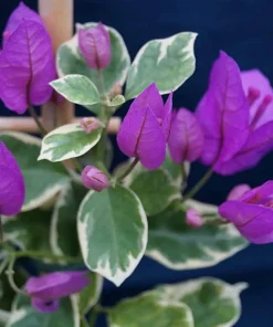 Bougainvillea 'Blueberry Ice' Live Plant - 2 Starter Plants - Full Sun - Image 4
