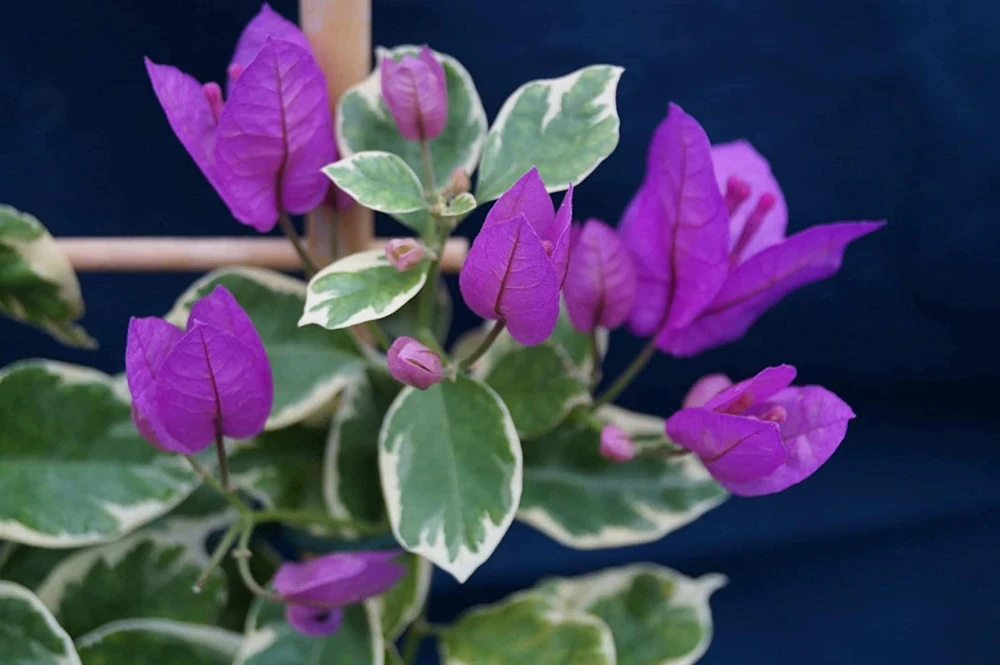Bougainvillea 'Blueberry Ice' Live Plant - 2 Starter Plants - Full Sun - Image 4
