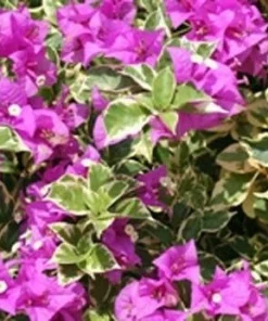 Bougainvillea 'Blueberry Ice' Live Plant - 2 Starter Plants - Full Sun - Image 5