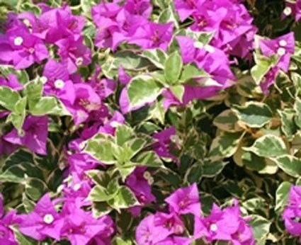 Bougainvillea 'Blueberry Ice' Live Plant - 2 Starter Plants - Full Sun - Image 5