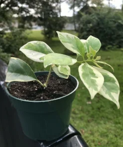 Bougainvillea 'Blueberry Ice' Live Plant - 2 Starter Plants - Full Sun - Image 6