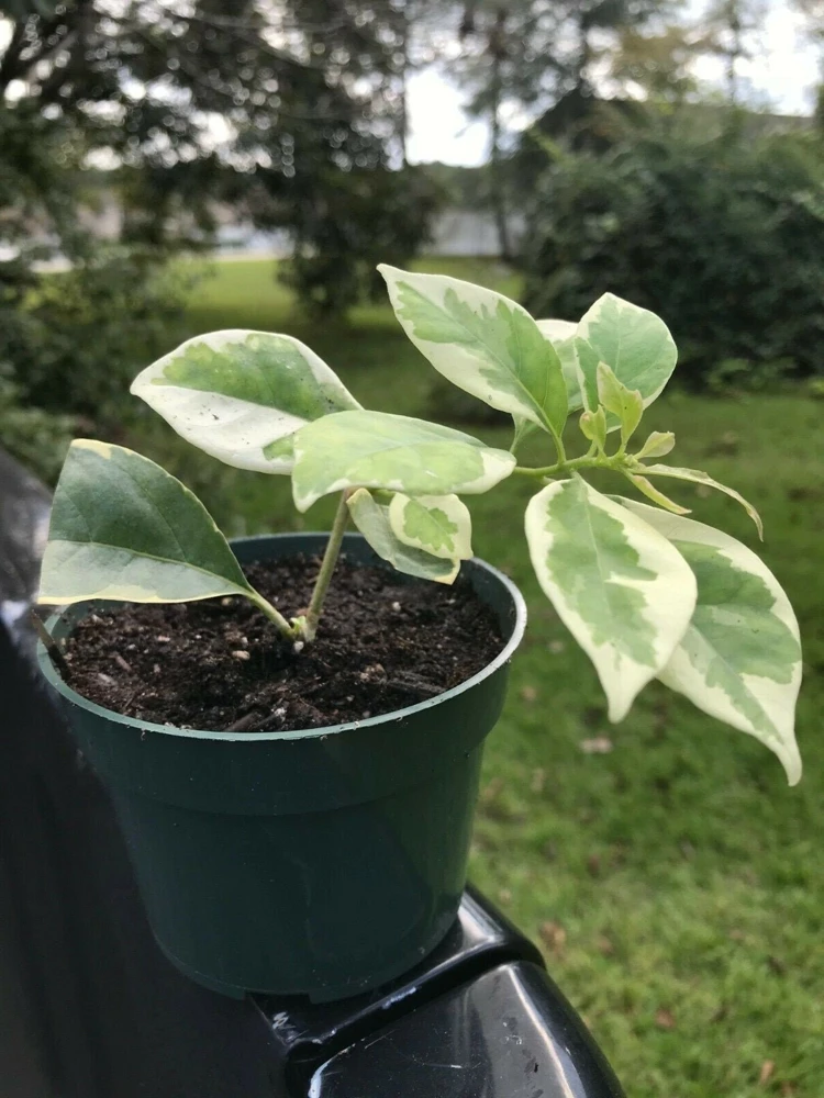 Bougainvillea 'Blueberry Ice' Live Plant - 2 Starter Plants - Full Sun - Image 6