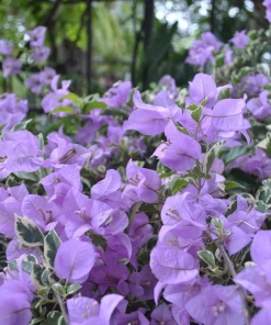Bougainvillea 'Blueberry Ice' Live Plant - 2 Starter Plants - Full Sun - Image 7