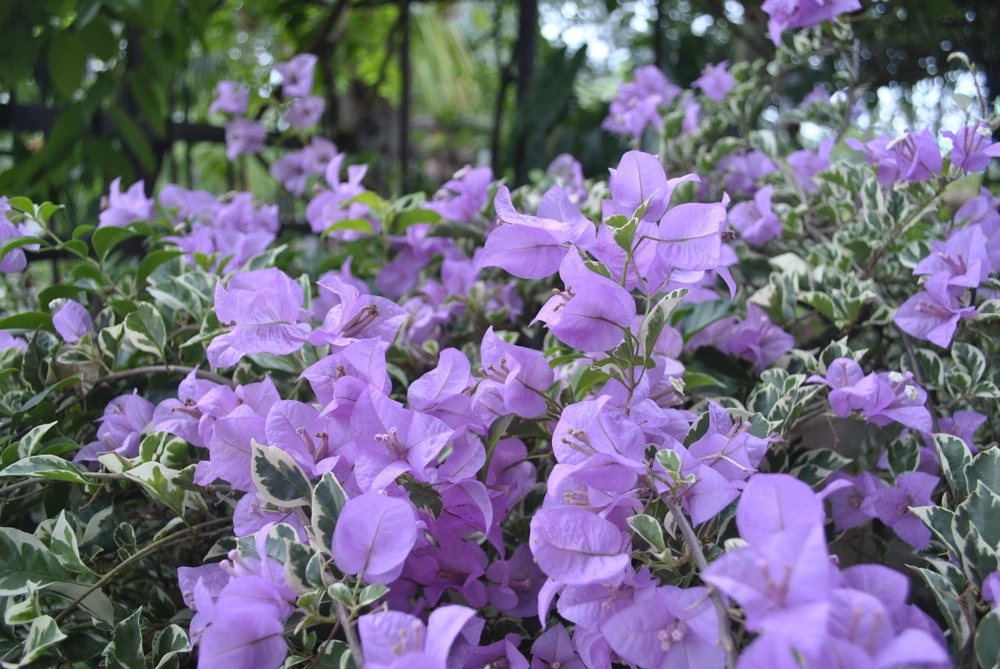 Bougainvillea 'Blueberry Ice' Live Plant - 2 Starter Plants - Full Sun - Image 7