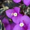 Bougainvillea 'Blueberry Ice' Live Plant - 2 Starter Plants - Full Sun - Image 1