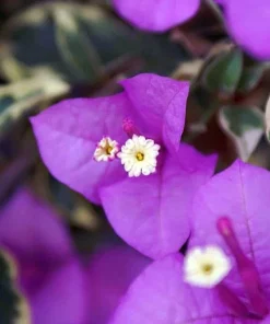 Bougainvillea 'Blueberry Ice' Live Plant - 2 Starter Plants - Full Sun - Image 1