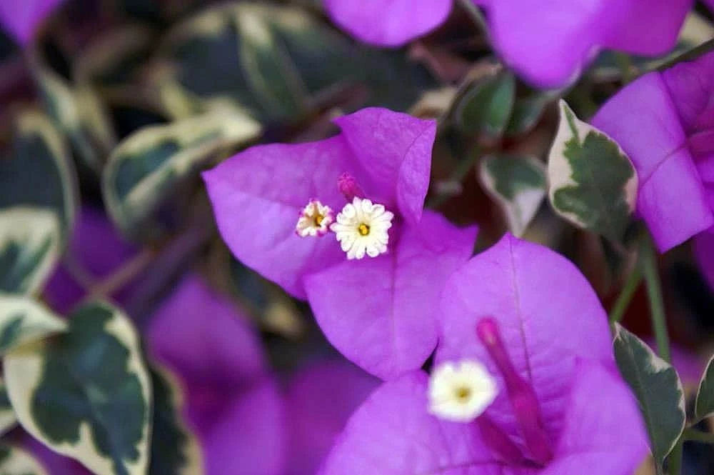Bougainvillea 'Blueberry Ice' Live Plant - 2 Starter Plants - Full Sun - Image 1