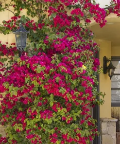 Bougainvillea Live Plant – Barbara Karst Starter Plants – 2 Pack – Bright Red Flowers – Outdoor - Image 2