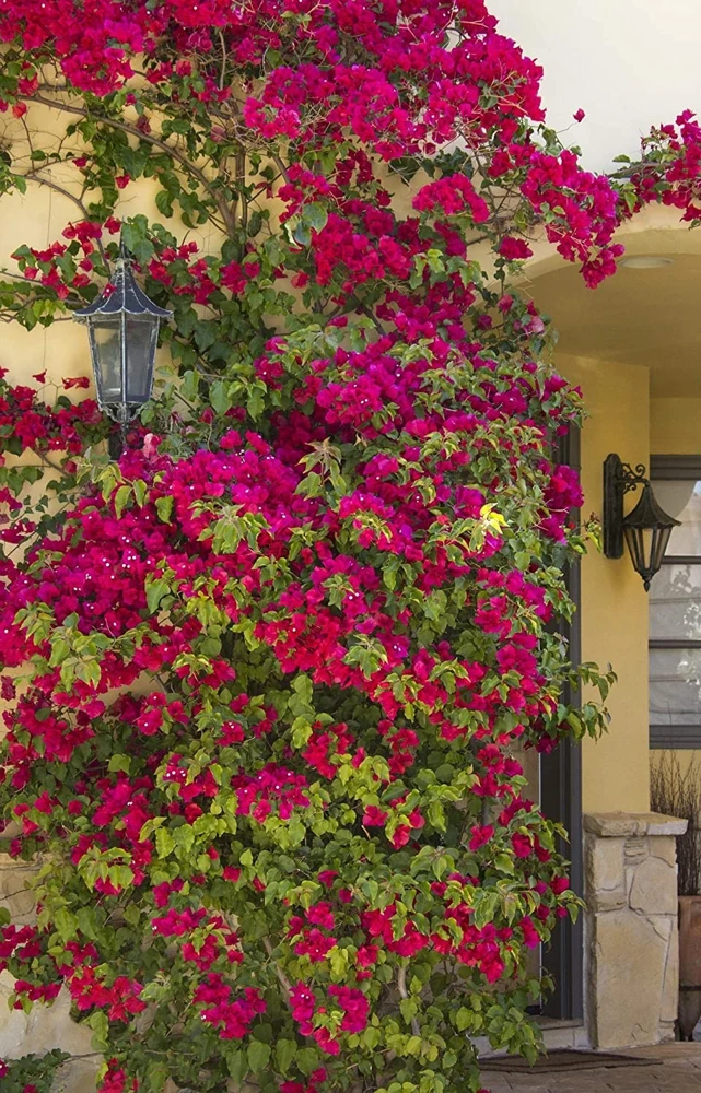 Bougainvillea Live Plant – Barbara Karst Starter Plants – 2 Pack – Bright Red Flowers – Outdoor - Image 2