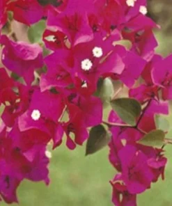 Bougainvillea Live Plant – Barbara Karst Starter Plants – 2 Pack – Bright Red Flowers – Outdoor - Image 3