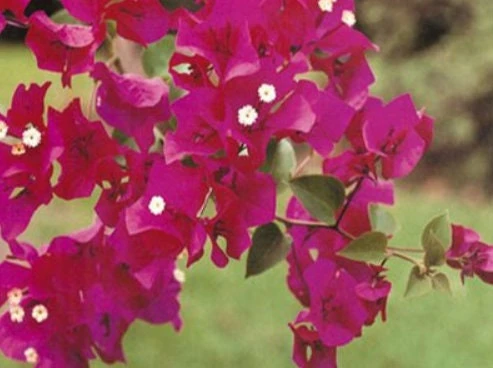 Bougainvillea Live Plant – Barbara Karst Starter Plants – 2 Pack – Bright Red Flowers – Outdoor - Image 3