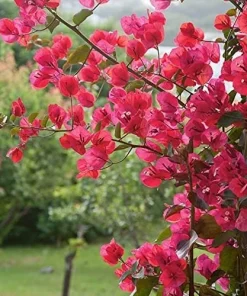 Bougainvillea Live Plant – Barbara Karst Starter Plants – 2 Pack – Bright Red Flowers – Outdoor - Image 5