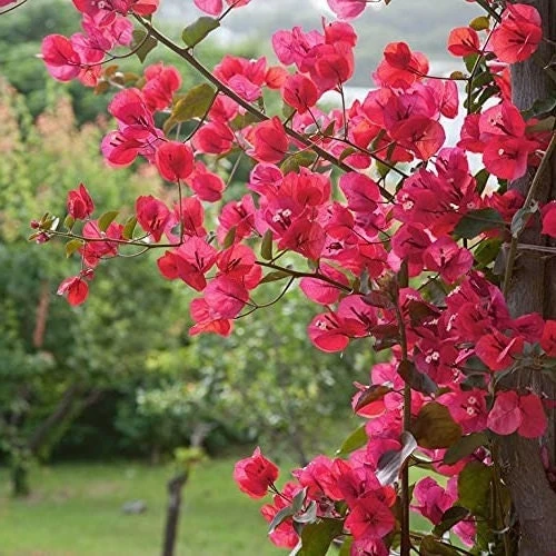 Bougainvillea Live Plant – Barbara Karst Starter Plants – 2 Pack – Bright Red Flowers – Outdoor - Image 5