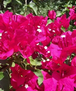Bougainvillea Live Plant – Barbara Karst Starter Plants – 2 Pack – Bright Red Flowers – Outdoor - Image 6