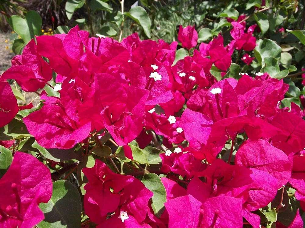Bougainvillea Live Plant – Barbara Karst Starter Plants – 2 Pack – Bright Red Flowers – Outdoor - Image 6