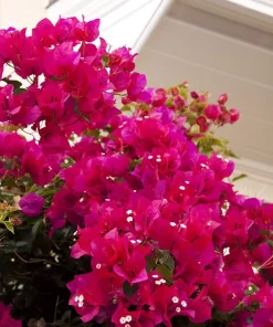 Bougainvillea Live Plant – Barbara Karst Starter Plants – 2 Pack – Bright Red Flowers – Outdoor - Image 7