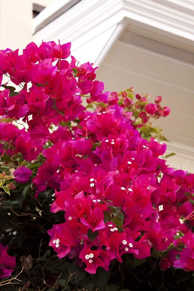 Bougainvillea Live Plant – Barbara Karst Starter Plants – 2 Pack – Bright Red Flowers – Outdoor - Image 7