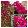 Bougainvillea Live Plant – Barbara Karst Starter Plants – 2 Pack – Bright Red Flowers – Outdoor - Image 1