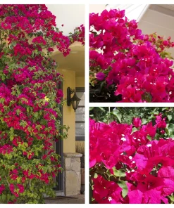 Bougainvillea Live Plant – Barbara Karst Starter Plants – 2 Pack – Bright Red Flowers – Outdoor - Image 1